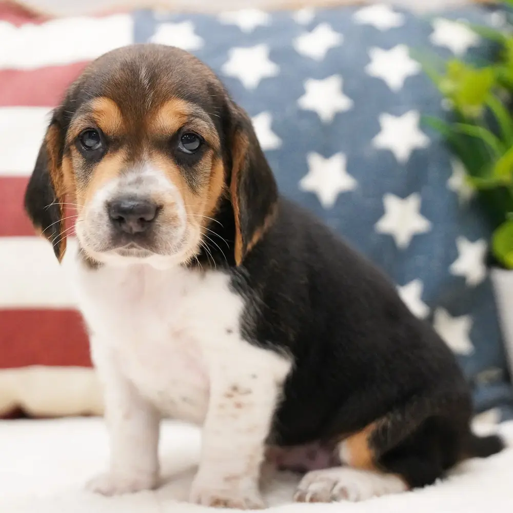 Meet Micah, a Beagle puppy