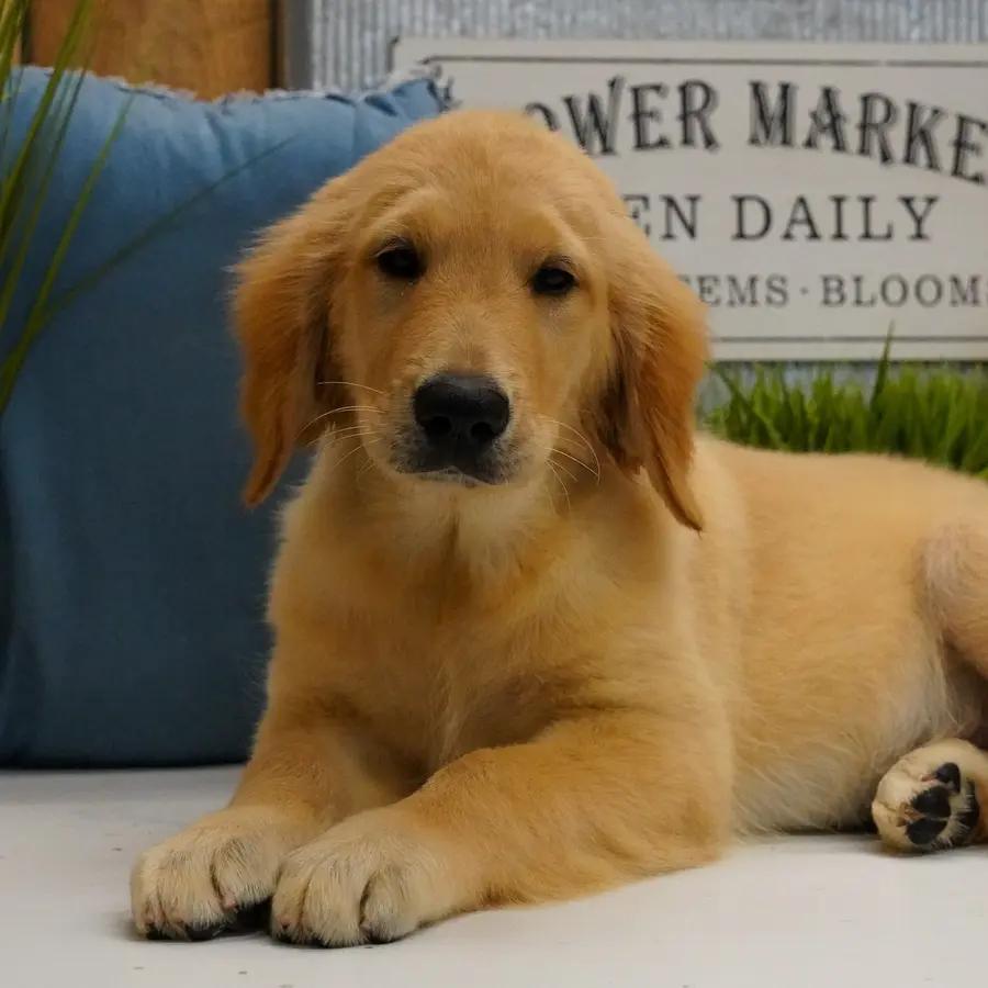 Meet Adaline, a Golden Retriever puppy