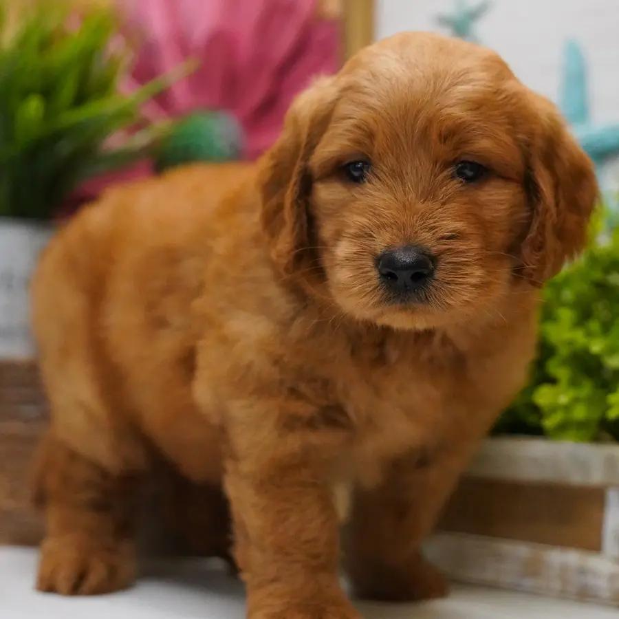 Meet George, a Goldendoodle puppy