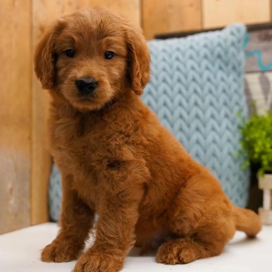Jesse an adorable Goldendoodle puppy