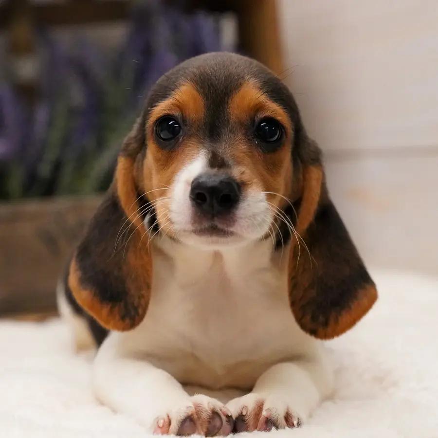 Terra an adorable Beagle puppy