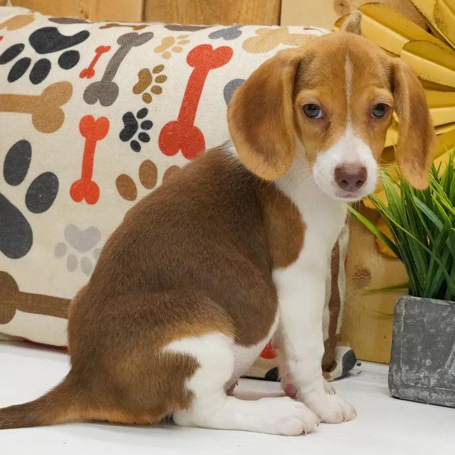 Dawn an adorable Beagle puppy