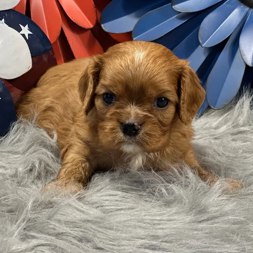 Meet Cassie, a Cavalier King Charles Spaniel puppy