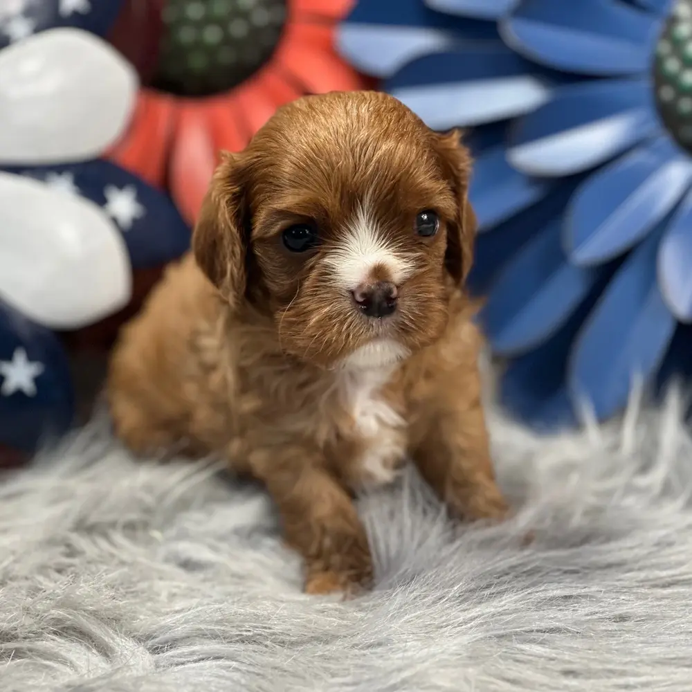 Meet Rusty, a Cavalier King Charles Spaniel puppy