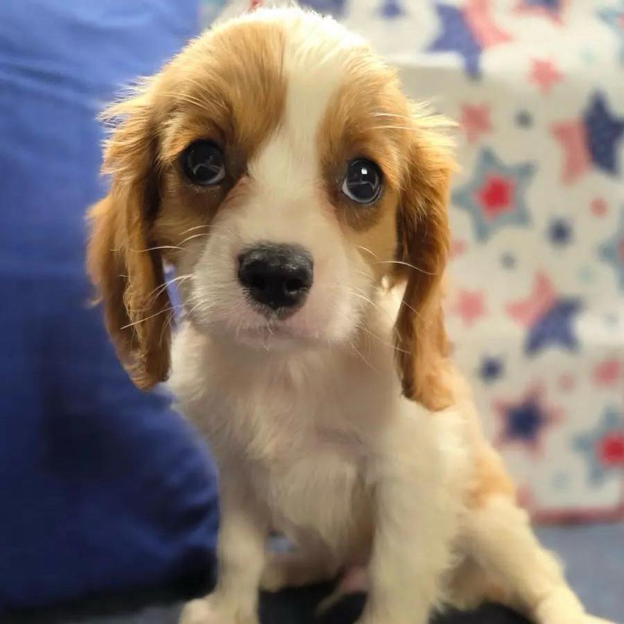 Benny