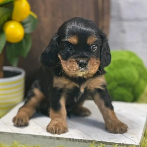 Meet Earl, a Cavalier King Charles Spaniel puppy