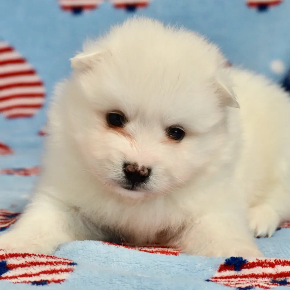 Meet Dean, a American Eskimo puppy