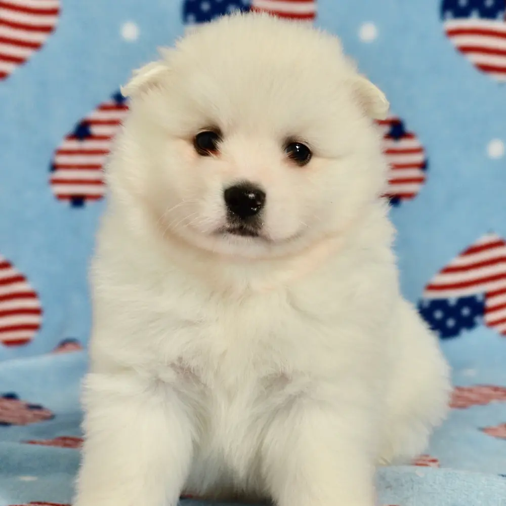 Meet Dallas, a American Eskimo puppy