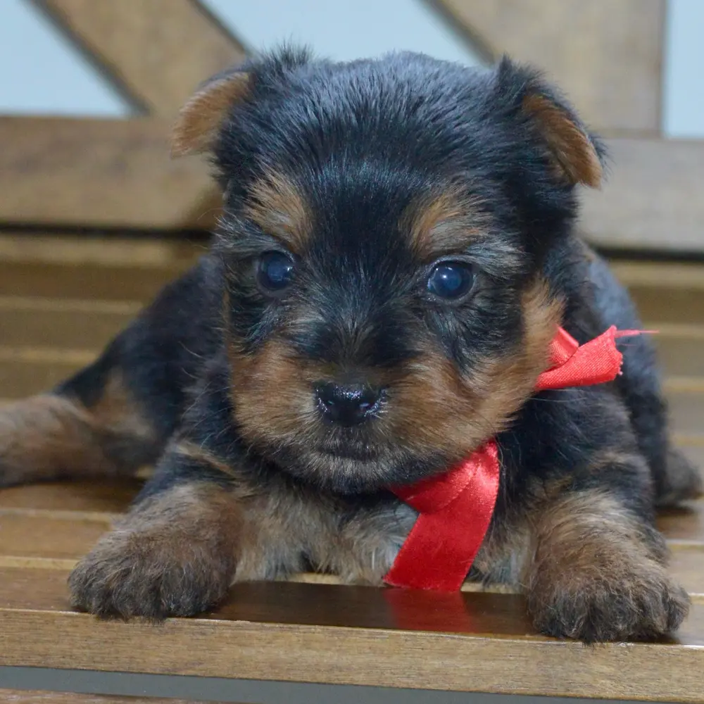 Meet Hector, a Silky Terrier puppy