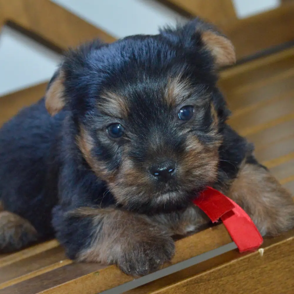 Meet Hunter, a Silky Terrier puppy