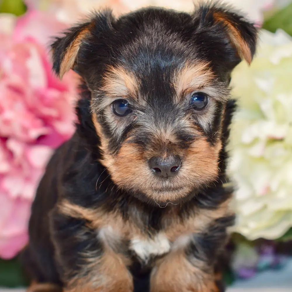 Meet Millie, a Silky Terrier puppy