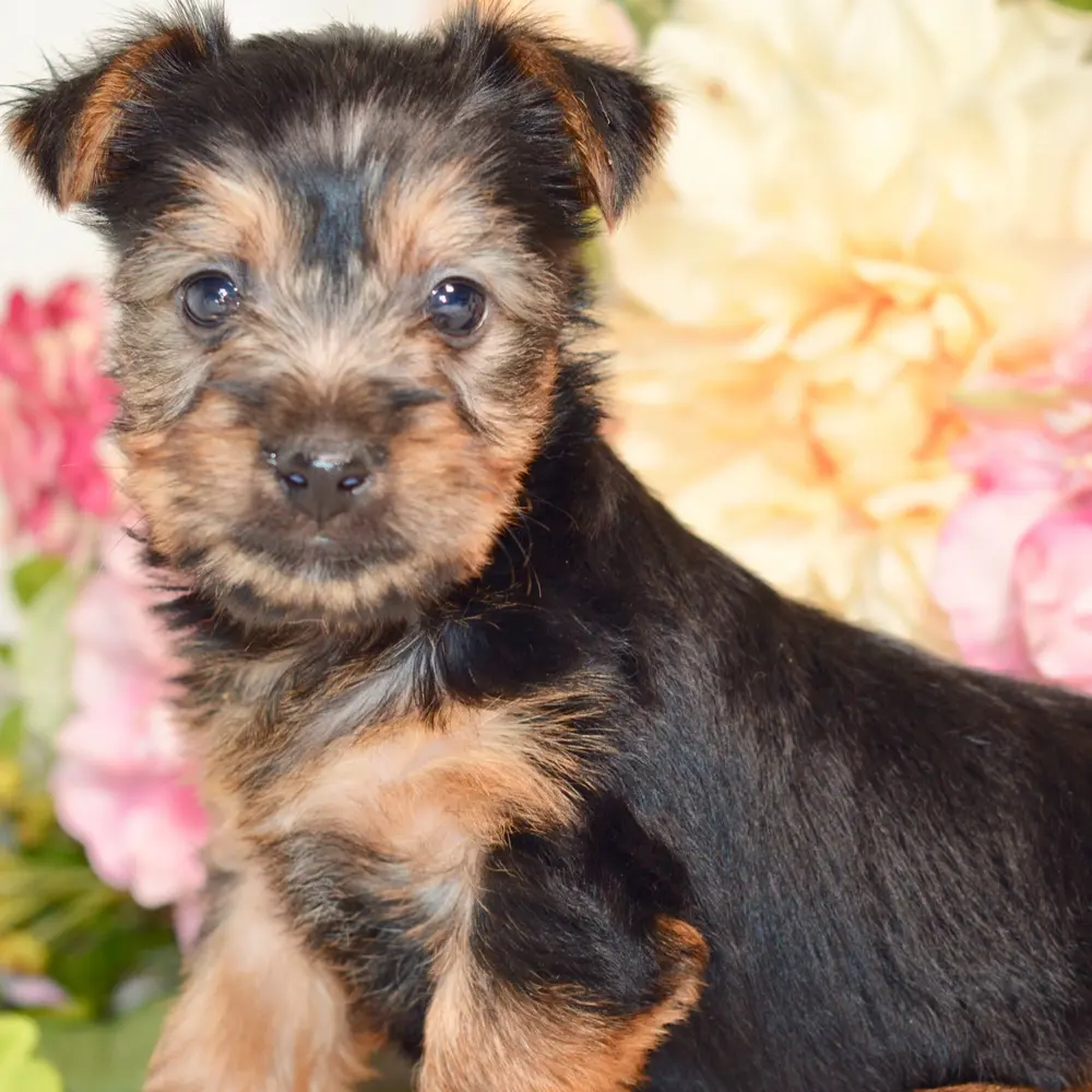 Meet Molly, a Silky Terrier puppy