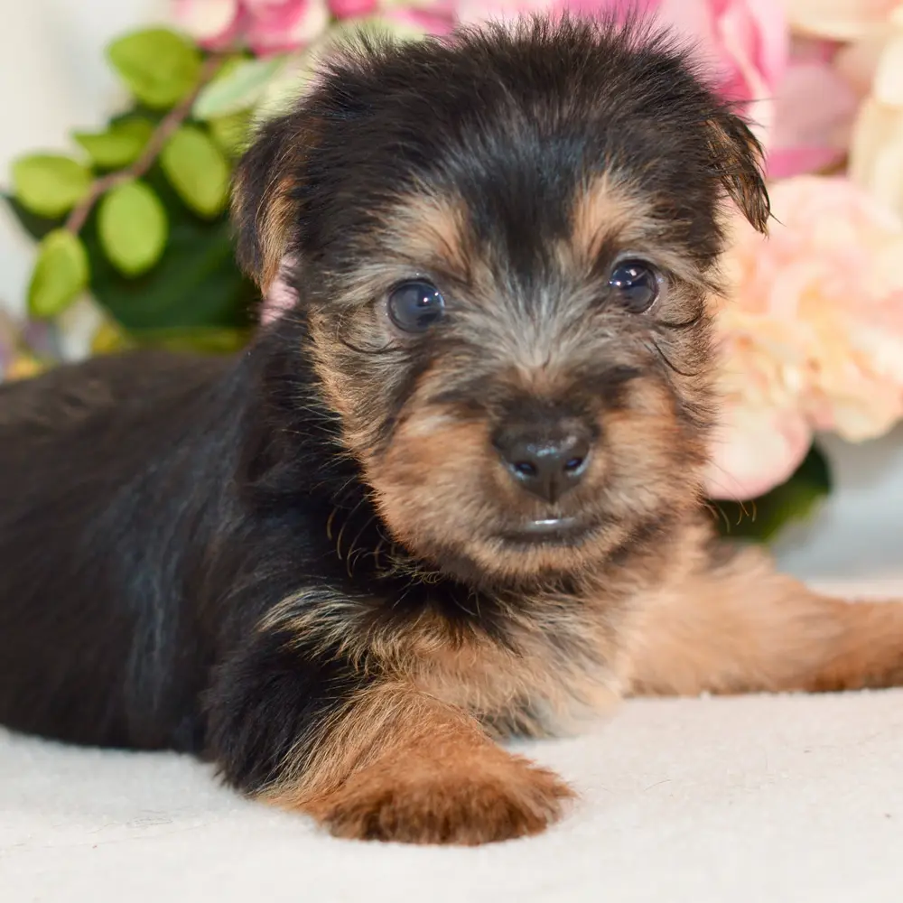 Meet Morris, a Silky Terrier puppy