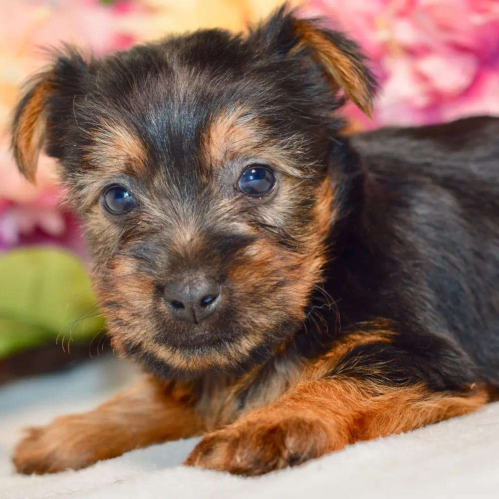 Meet McCoy, a Silky Terrier puppy
