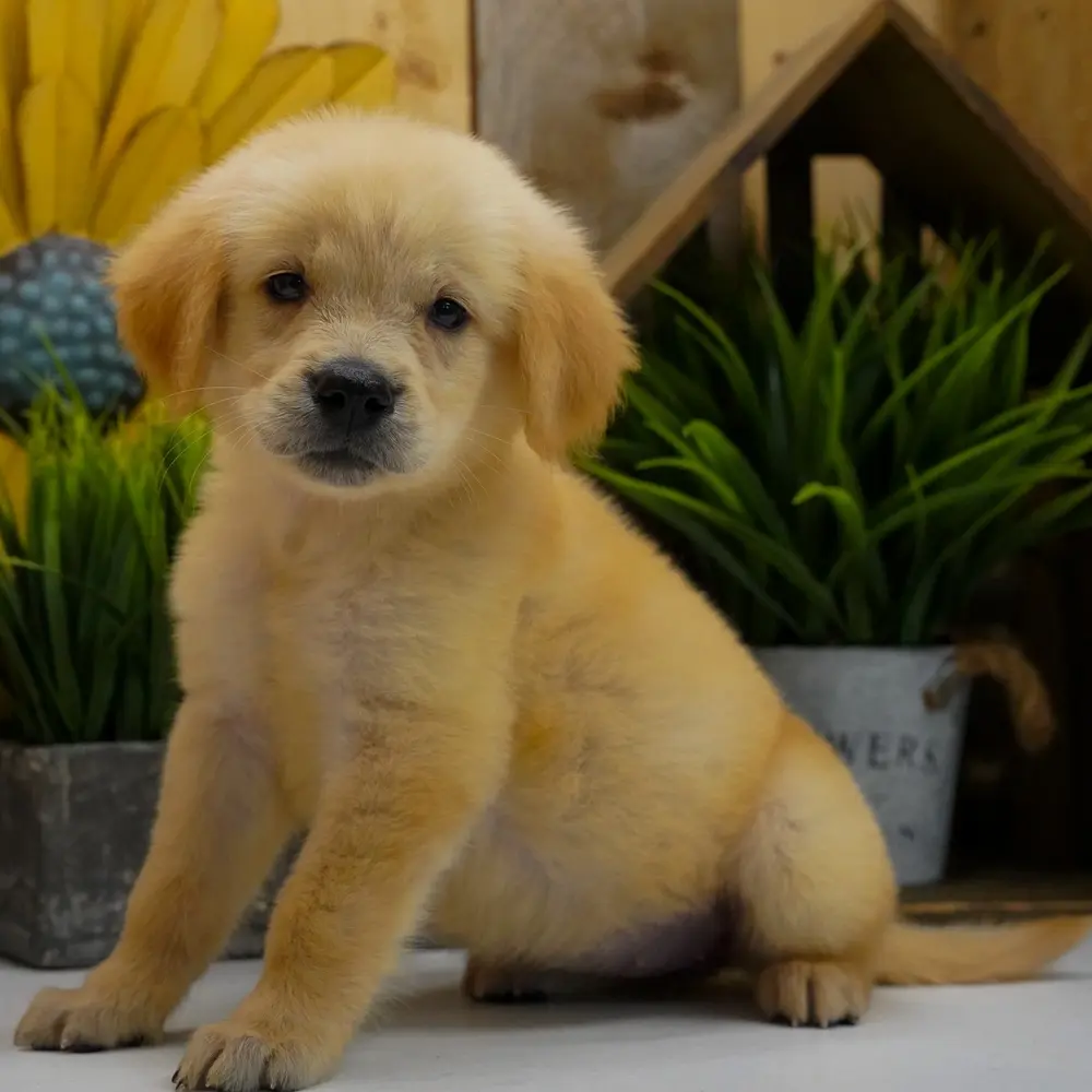 Meet Millie, a Golden Retriever puppy