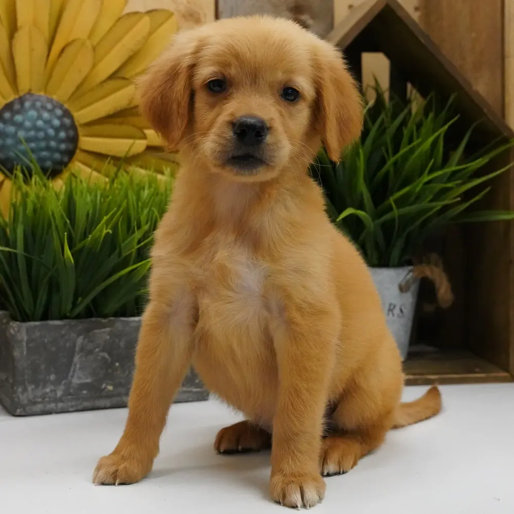 Meet Savannah, a Golden Retriever puppy