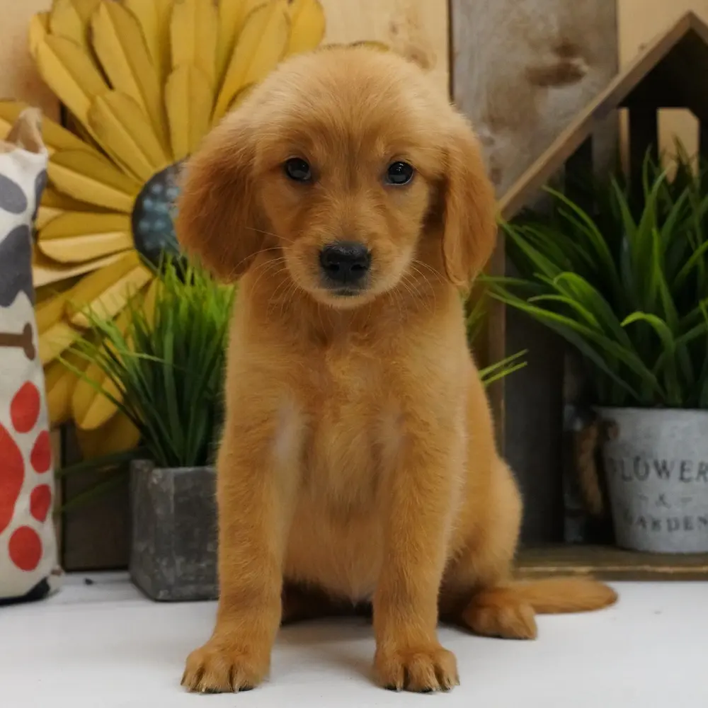 Meet Brooklyn, a Golden Retriever puppy