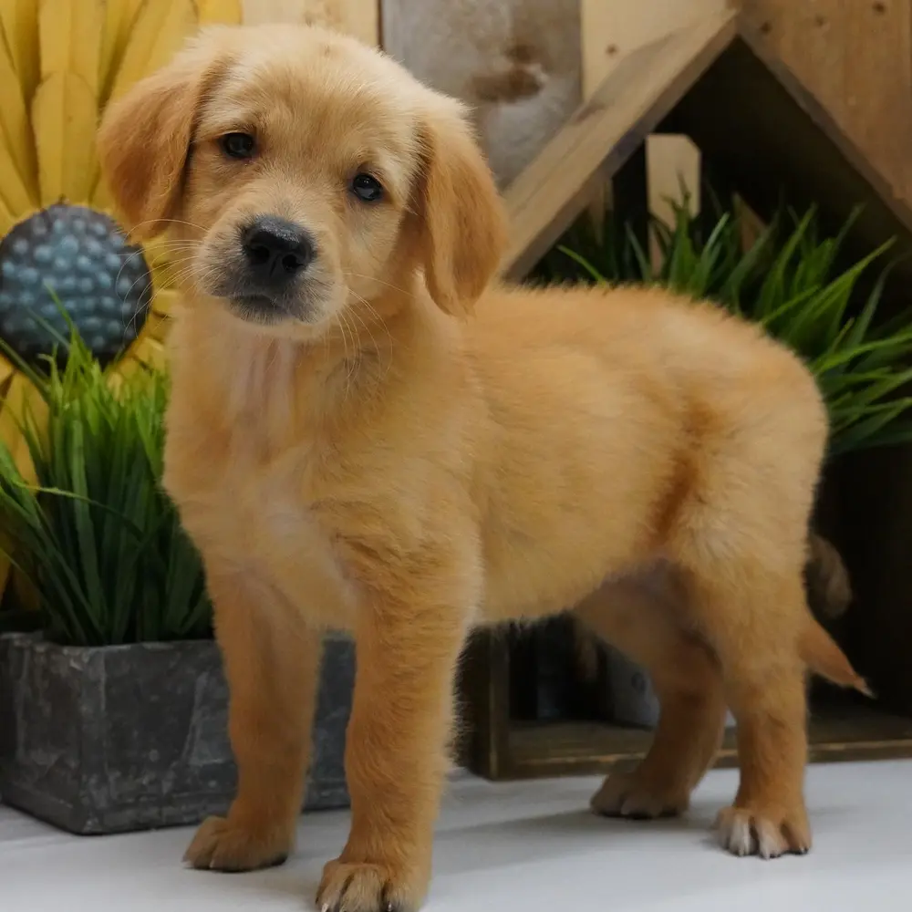 Meet Kenzie, a Golden Retriever puppy