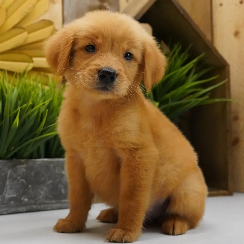 Meet Benny, a Golden Retriever puppy