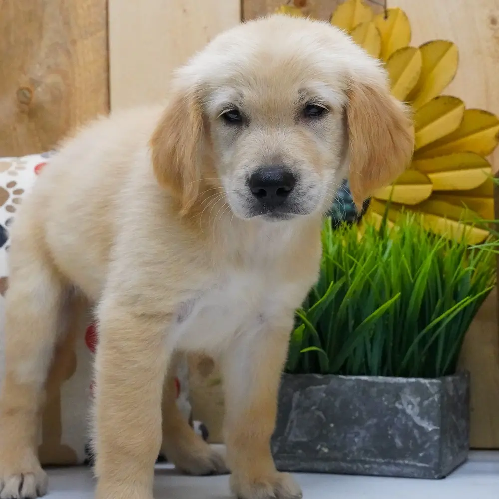 Meet Mason, a Golden Retriever puppy