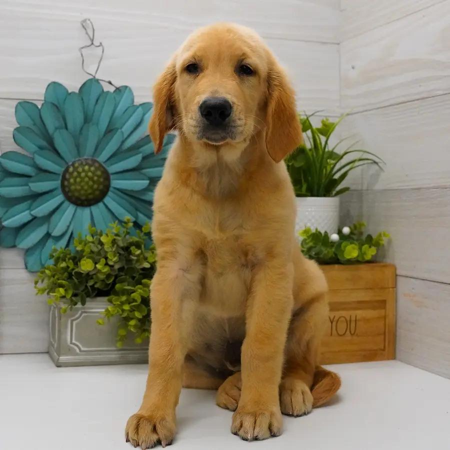 Arlo