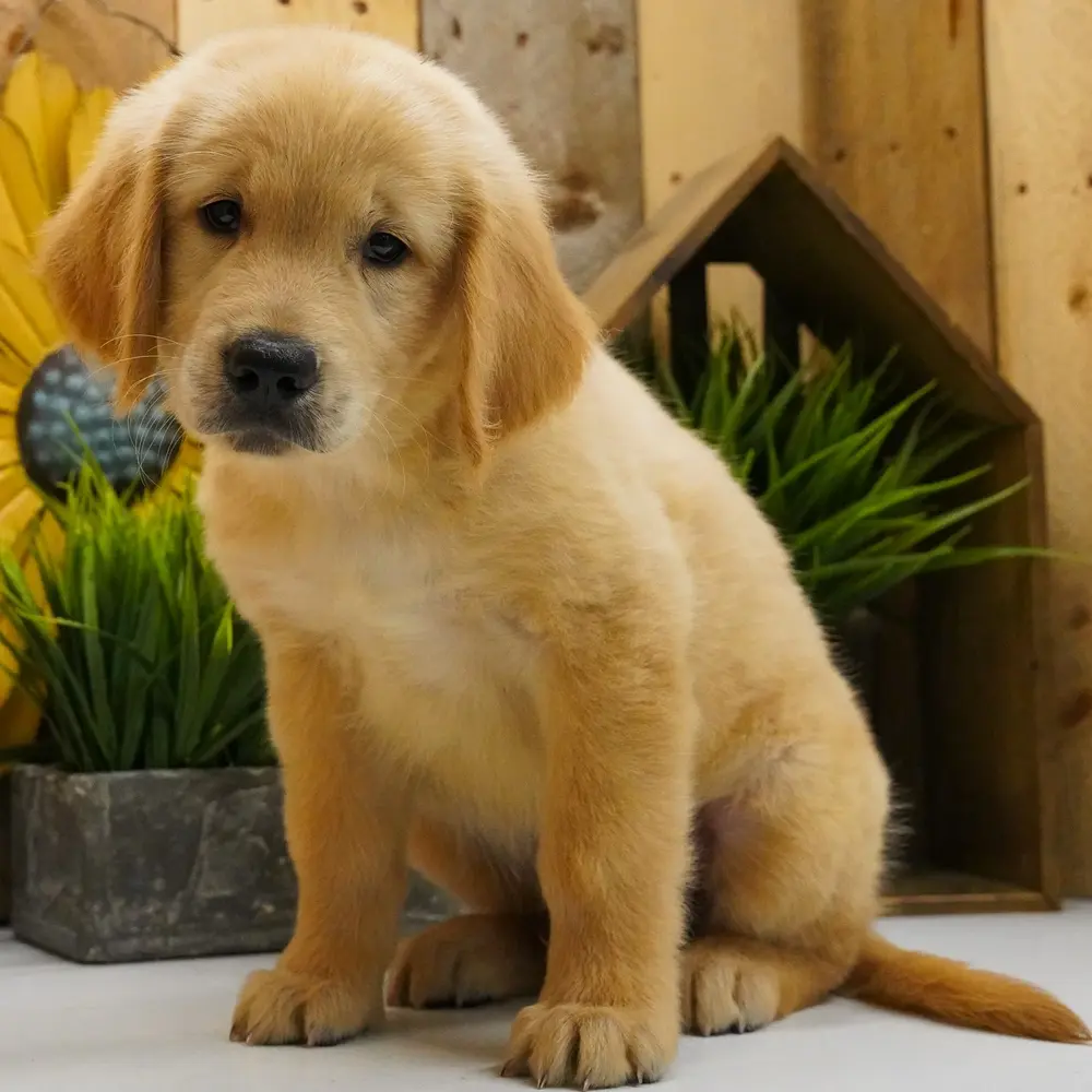 Meet Granger, a Golden Retriever puppy