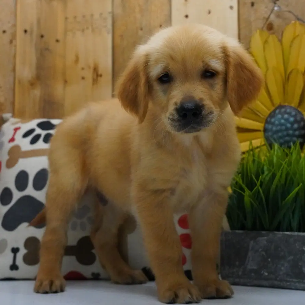 Meet Bex, a Golden Retriever puppy