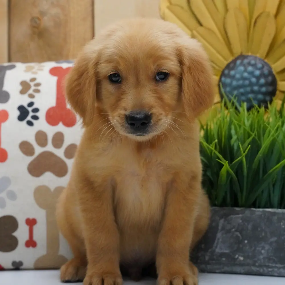 Meet Harley, a Golden Retriever puppy