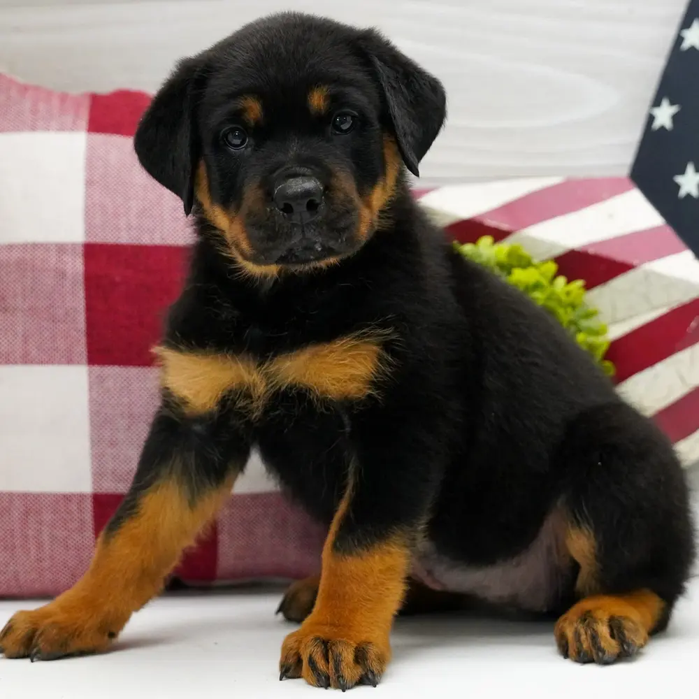 Jade an adorable Rottweiler puppy
