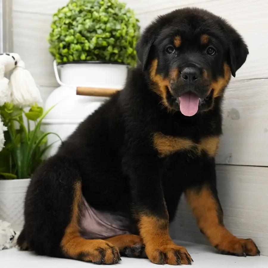 Bruno an adorable Rottweiler puppy
