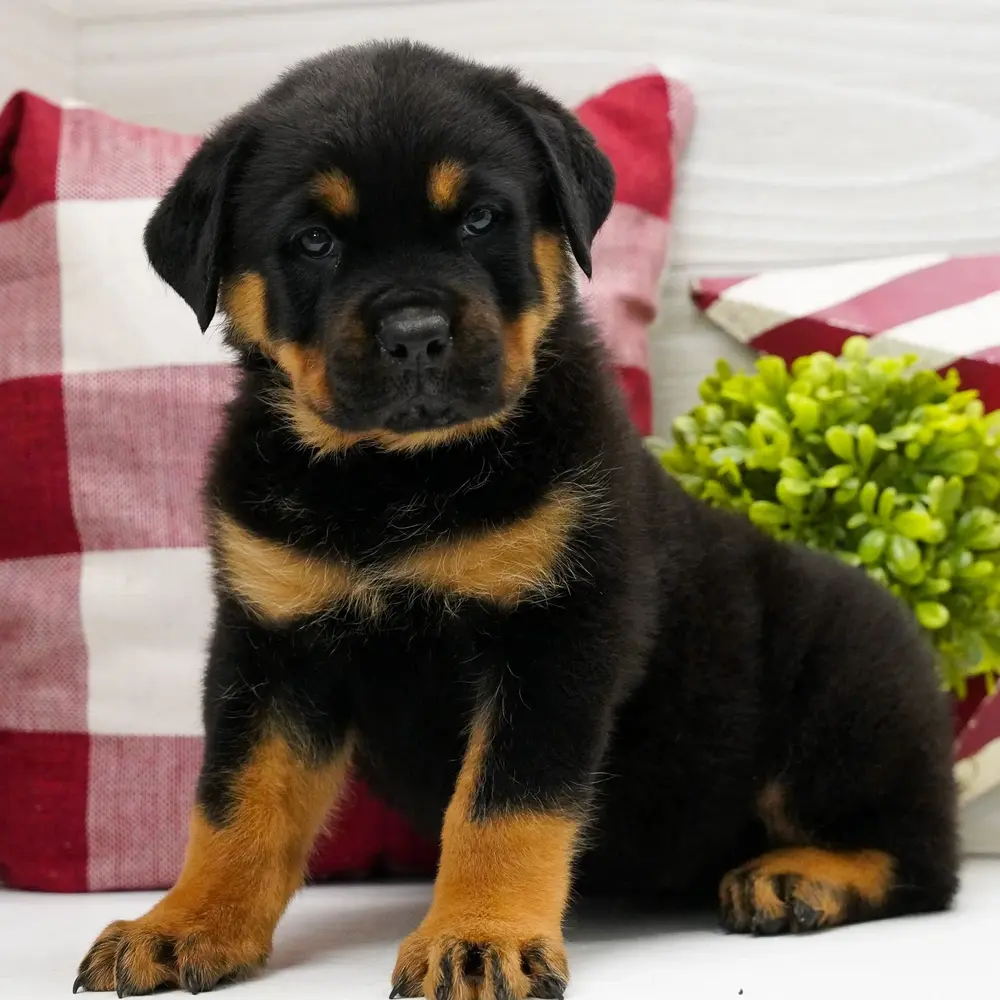 Meet Diamond, a Rottweiler puppy