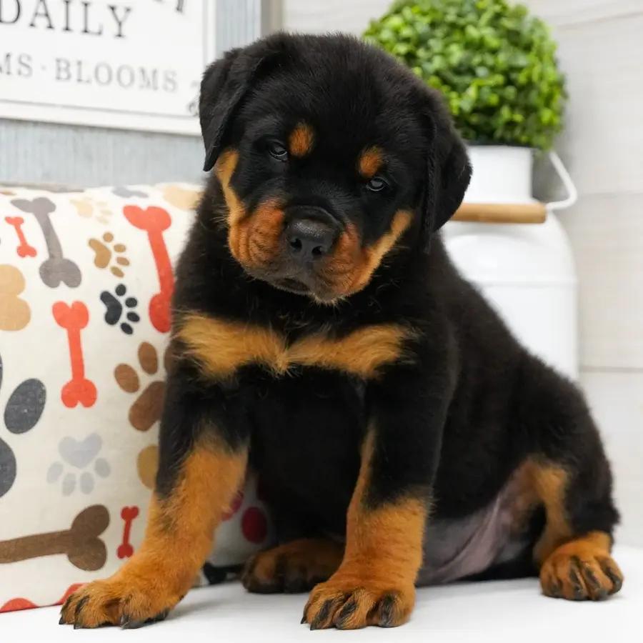Atlas an adorable Rottweiler puppy