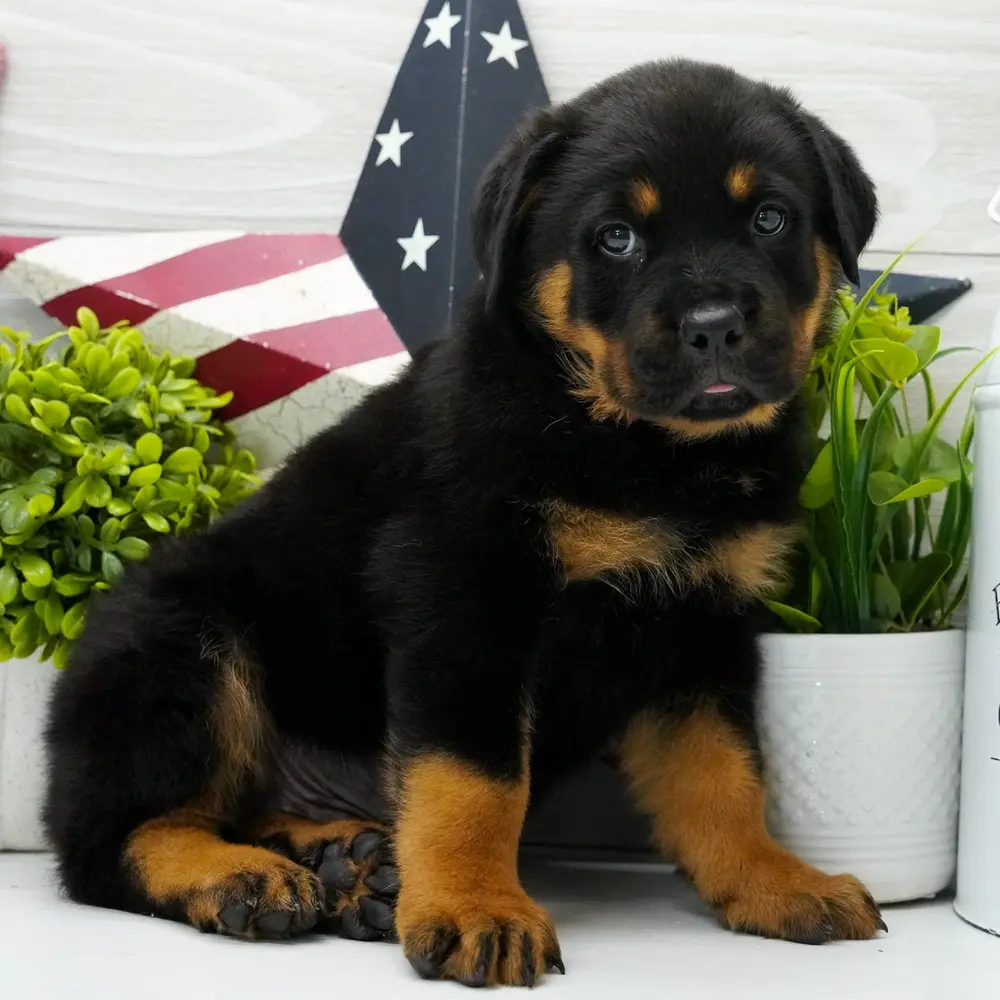 Meet Maximus, a Rottweiler puppy