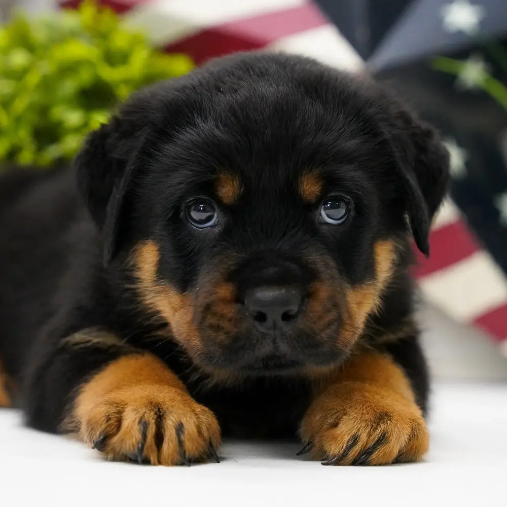 Meet Prophet, a Rottweiler puppy