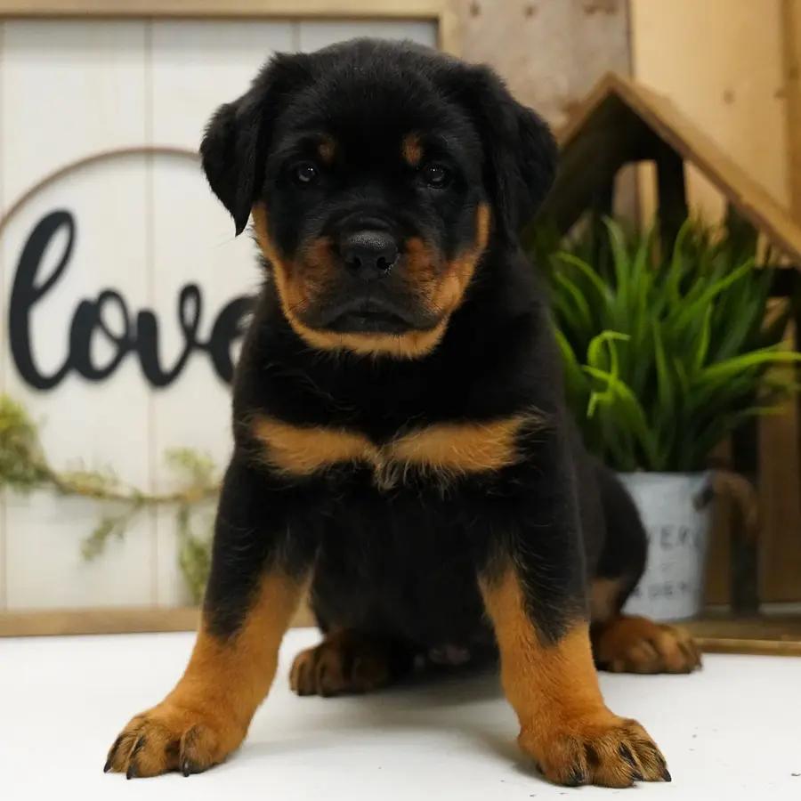 Rory an adorable Rottweiler puppy