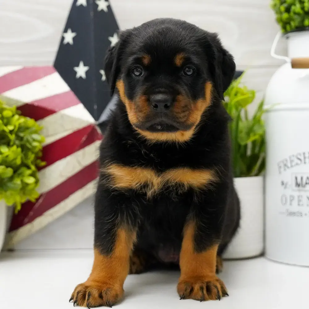 Meet Rory, a Rottweiler puppy