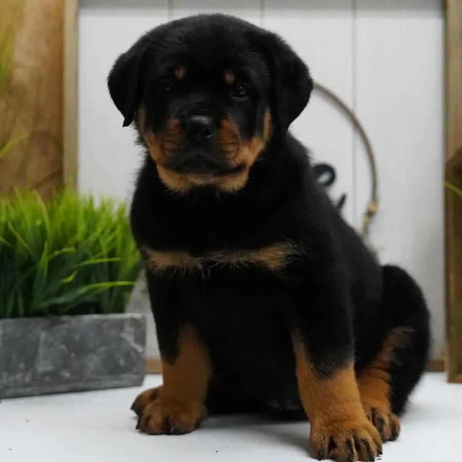 Bash an adorable Rottweiler puppy