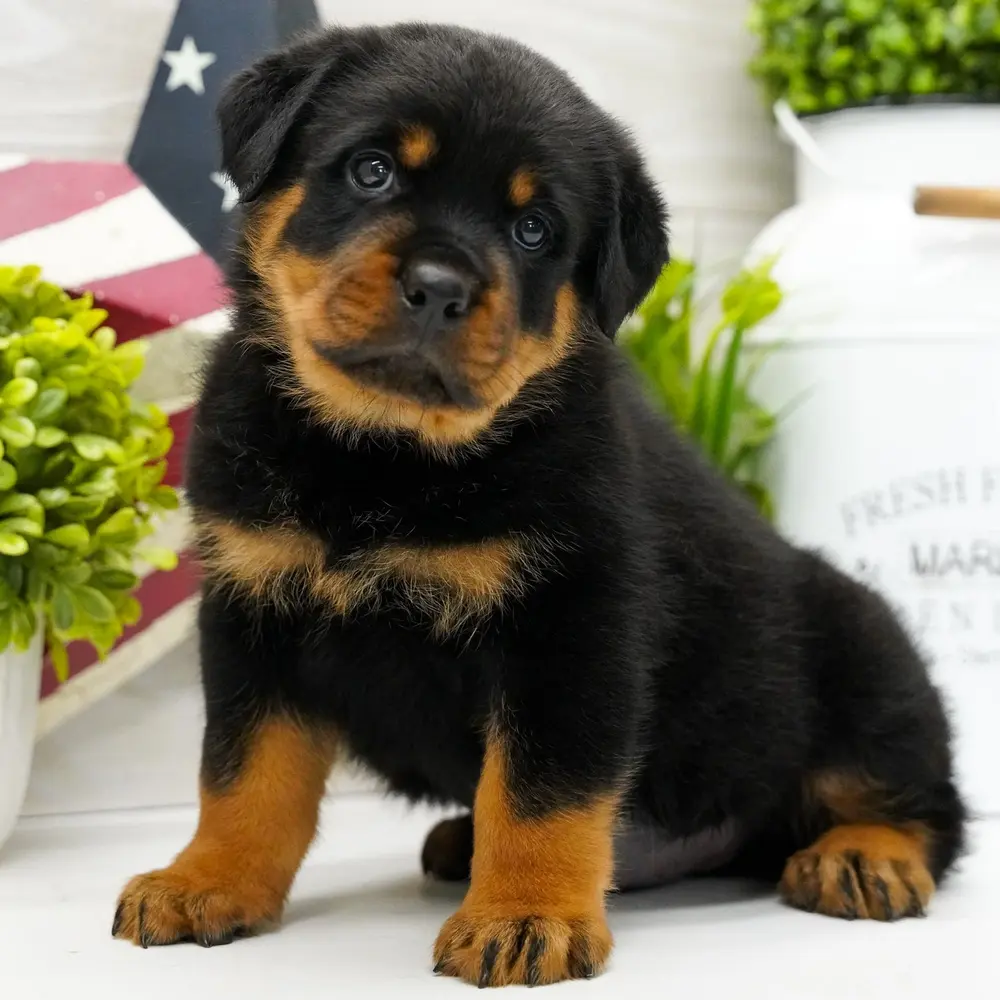 Meet Bash, a Rottweiler puppy
