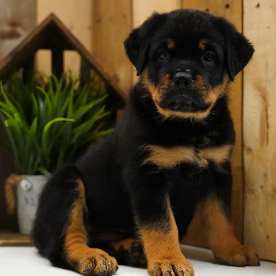 Dozer an adorable Rottweiler puppy
