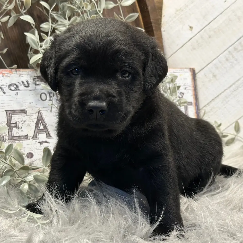 Henry an adorable Labrador Retriever puppy