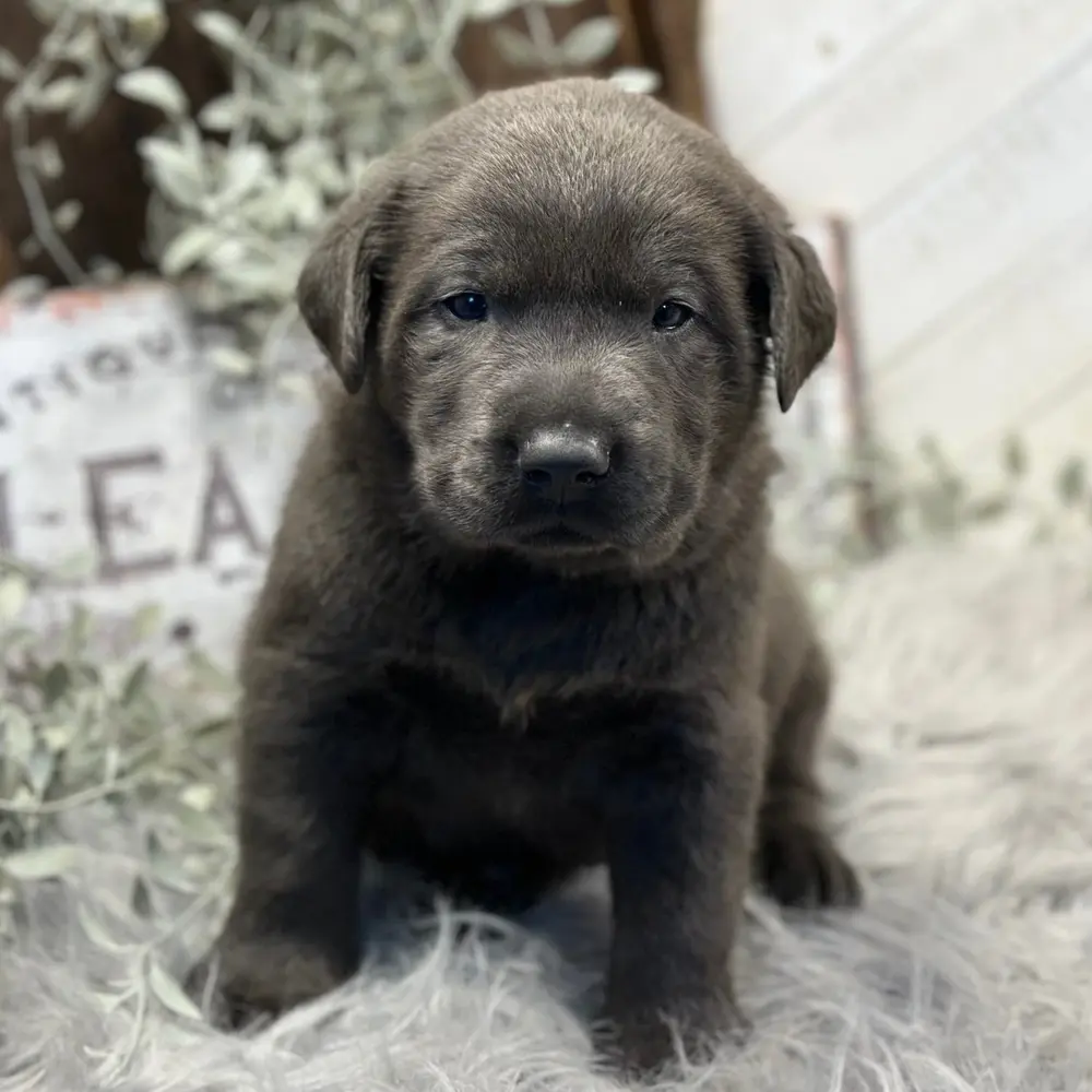 Meet Hank, a Labrador Retriever puppy