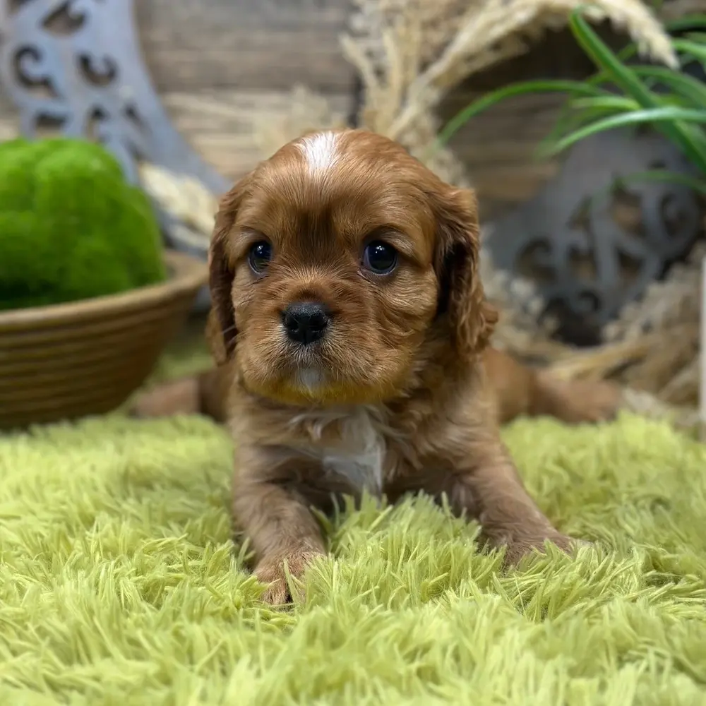 Meet Cory, a Cavalier King Charles Spaniel puppy