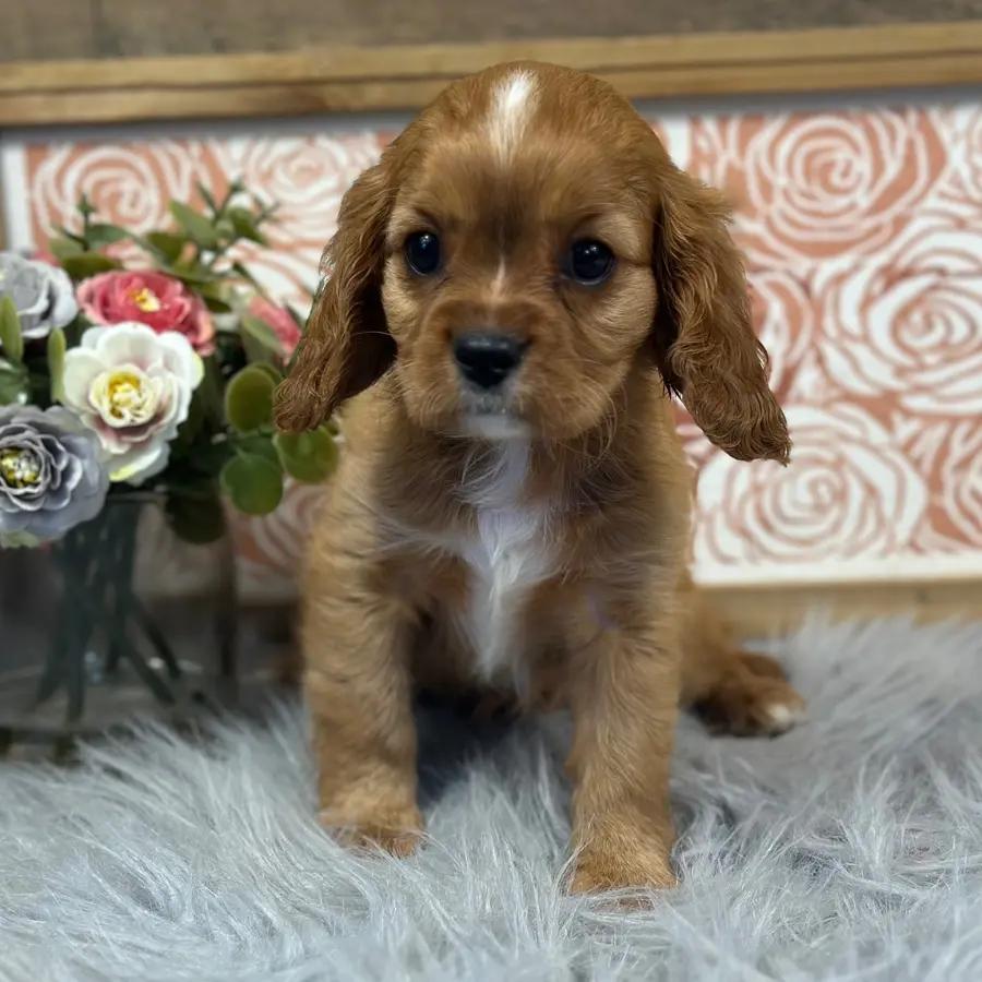 Meet Winnie, a Cavalier King Charles Spaniel puppy