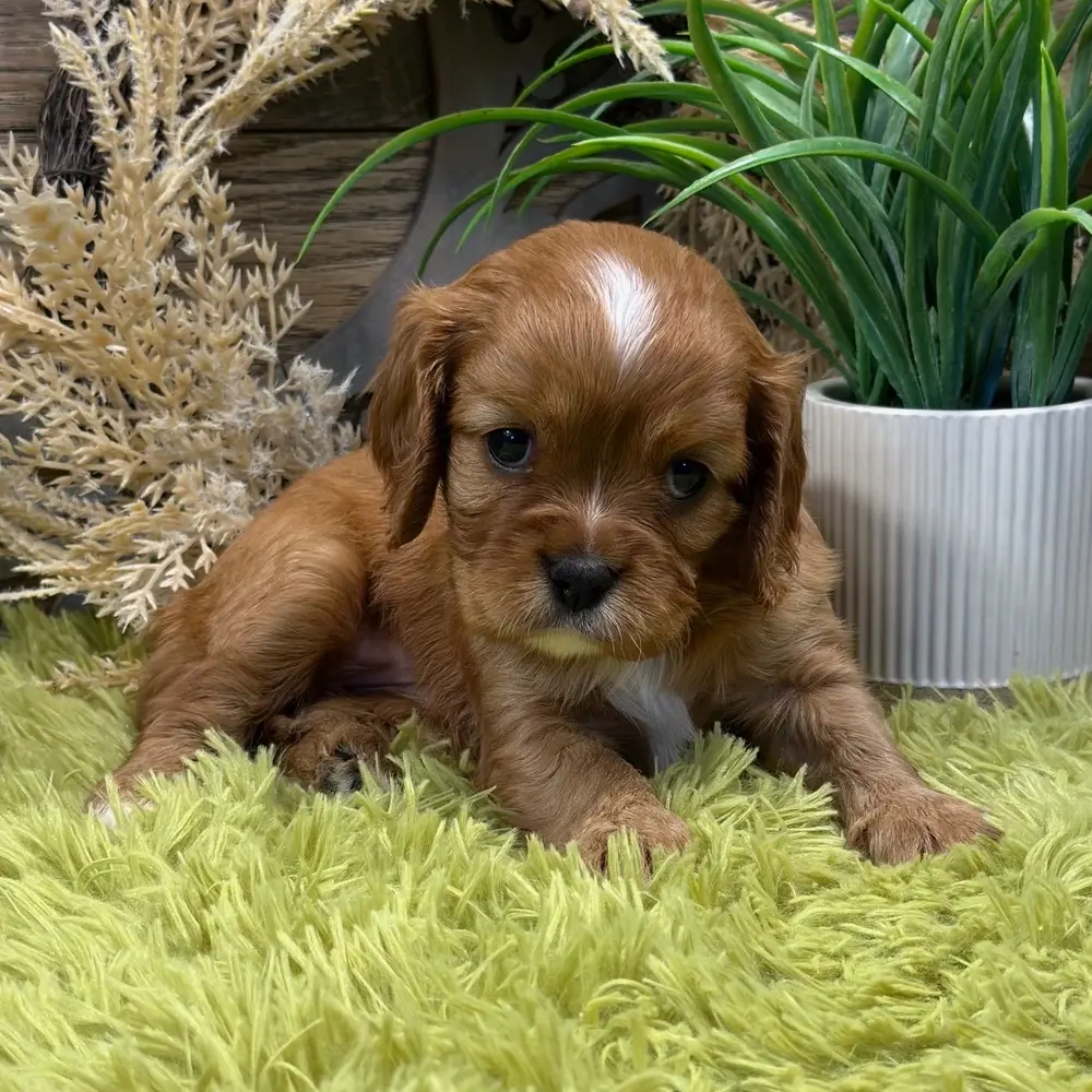 Meet Winnie, a Cavalier King Charles Spaniel puppy