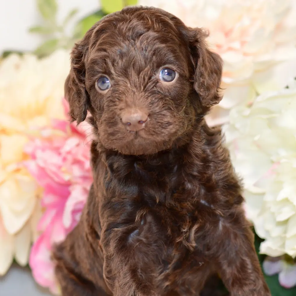 Meet Nancy, a Cockapoo puppy