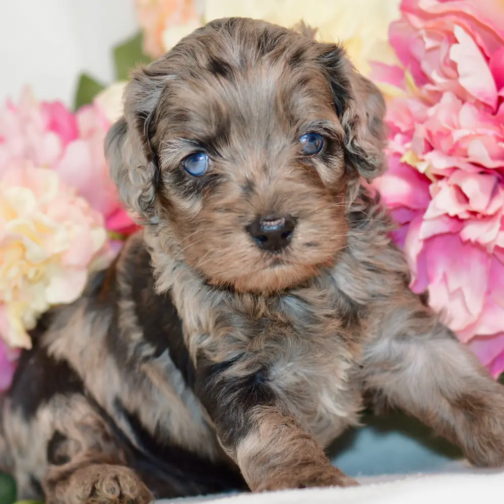 Meet Narvel, a Cockapoo puppy