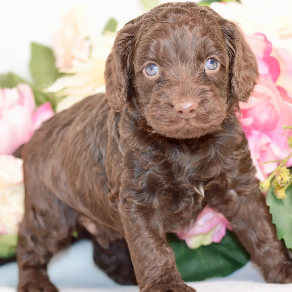 Meet Nemo, a Cockapoo puppy