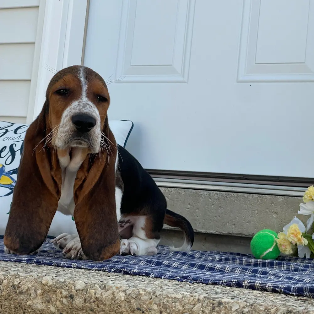 Meet Jarius, a Basset Hound puppy