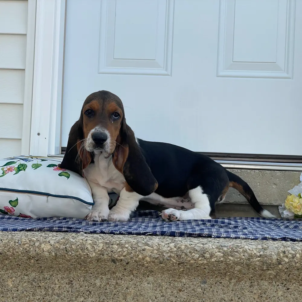 Jayna an adorable Basset Hound puppy