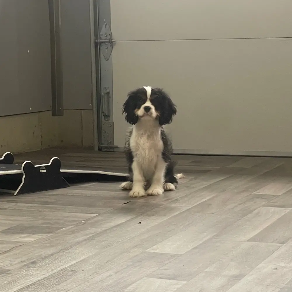Kobra an adorable Cavalier King Charles Spaniel puppy